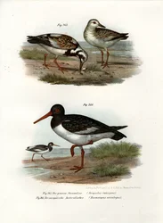 Steinwälzer, 1864